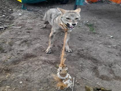 Sugarcane workers tied up the fox in Gotakhindi sangli, Rescued by the Forest Department | Sangli: गोटखिंडीत ऊसतोड मजुरांनी कोल्ह्याला बांधून ठेवले, वन विभागाने केली सुटका