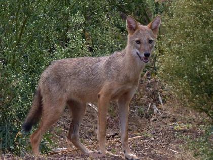 बिबट्या, गव्यानंतर कोल्हापूर जिल्ह्यात कोल्ह्याचा उच्छाद; हल्ला करून चावा घेतल्याने दिंडनेर्लीत चौघे जखमी