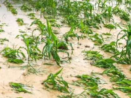Relief fund approved for Satara, Sangli When will Kolhapur get it Farmers have been waiting since May | सातारा, सांगलीतील मदत निधी..,‘कोल्हापूर’ला कधी; मे महिन्यापासून प्रतीक्षा Relief fund approved for Satara, Sangli When will Kolhapur get it Farmers have been waiting since May | सातारा, सांगलीतील मदत निधी..,‘कोल्हापूर’ला कधी; मे महिन्यापासून प्रतीक्षा
