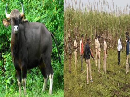 Two more Gaur in Kolhapur area | कोल्हापुरात गव्यांचा ठाण; आणखीन दोन गव्यांचे दर्शन, नागरिकांमध्ये भितीचे वातावरण