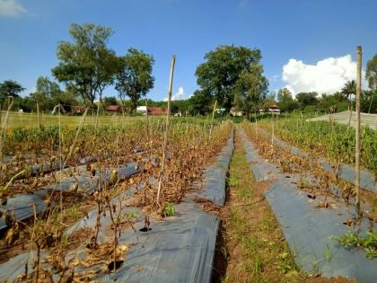  The area of rabbis decreased by 5 hectares, the result of return rainfall | रब्बीचे क्षेत्र १२३७ हेक्टरने घटले, परतीच्या पावसाचा परिणाम