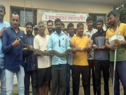 ten foot long python arrives at hotel in kolhapur | दहा फूट लांब अजगर थेट हॉटेलात; सर्पमित्रांनी दिला वनविभागाच्या ताब्यात ten foot long python arrives at hotel in kolhapur | दहा फूट लांब अजगर थेट हॉटेलात; सर्पमित्रांनी दिला वनविभागाच्या ताब्यात