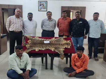 Leopard skins worth Rs 6 lakh seized from Dindnerli kolhapur district | Crime News kolhapur: दिंडनेर्लीतून सहा लाख किंमतीचे बिबट्याचे कातडे जप्त, दोघे ताब्यात