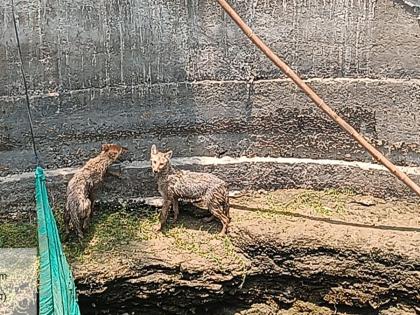 Foxes fallen in wells are given life by Forest Department; The rescue team pulled out with the help of the villagers | विहिरीमधे पडलेल्या कोल्ह्यांना वन विभागाकडून जीवदान; रेस्क्यू टीम, ग्रामस्थांच्या मदतीने काढले बाहेर