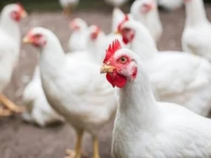 Don't bring sick chickens! Argument between poultry workers and chicken transporter, driver dies | आजारी कोंबड्या आणू नका! पोल्ट्री कामगार आणि कोंबड्यांची वाहतूक करणाऱ्याचा वाद, चालकाचा मृत्यू Don't bring sick chickens! Argument between poultry workers and chicken transporter, driver dies | आजारी कोंबड्या आणू नका! पोल्ट्री कामगार आणि कोंबड्यांची वाहतूक करणाऱ्याचा वाद, चालकाचा मृत्यू