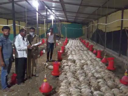 over fifteen hundred hens died in Wardha due to heatstroke in wardha poultry farm | वर्ध्यात तब्बल दोन हजार कोंबड्यांचा तडफडून मृत्यू; बँकेचे कर्ज कसे फेडणार? शेतकरी हवालदिल