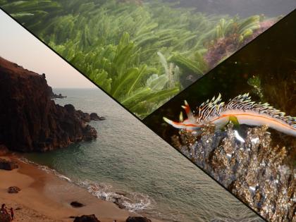 Biodiversity Paradise Rocky Tide Pools at 8 Places in Konkan Nature Tourism Opportunity | जैवविविधतेचे नंदनवन : कोकणातील ८ ठिकाणी ‘रॉकी टाइड पूल’, निसर्ग-पर्यटनाची संधी