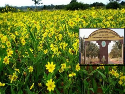 Konkan Agricultural University has developed a new variety of Karala Sesame | आता कोकणातले तीळ खा; कोकण कृषी विद्यापीठाने विकसित केले ‘कारळा’ तिळाचे नवे वाण