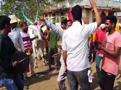 Jallosh in Kolhapur after the Supreme Court lifted the ban on bullock cart racing | बैलगाडा शर्यत : कोल्हापुरात शौकिनांकडून हलगीच्या ठेक्यासह गुलालाची उधळण