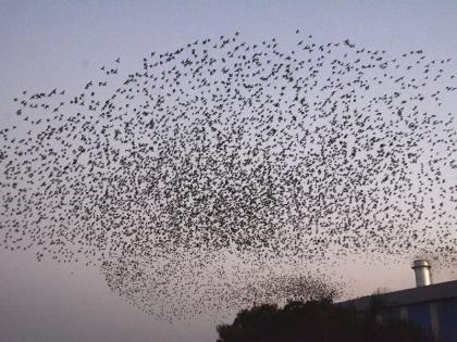 Shriramapura storm of birds 'Rosie Pastor' in Europe | युरोपातील ‘रोझी पास्टर’ पक्ष्यांचे श्रीरामपुरात वादळ