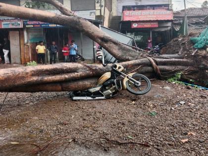 A tree fell on the Kolhapur Gaganbawda road, Traffic stopped | कोल्हापूर-गगनबावडा मार्गावर झाड कोसळले; एका दुचाकीचा चक्काचूर, वाहतूक ठप्प