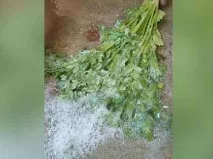 girl wash coriander with soap in fear of coronavirus see tiktok viral video | कोरोनाची धास्ती घेतली अन् मुलीनं कोथिंबीर साबणानं धुतली, पाहा व्हिडिओ...