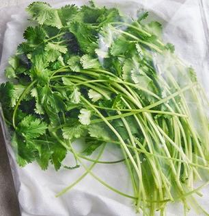 उन्हाळ्यात १५ दिवस ताजी आणि हिरवीगार राहील कोथिंबीर, पाहा १ खास ट्रिक