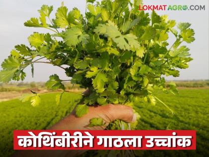 Coriander is on the rise, it has reached the highest price of this season; Read what is the price being paid for one bunch? | कोथिंबीर तेजीत, मिळाला या हंगामातील उच्चांकी भाव; वाचा एका जुडीला काय मिळतोय दर? Coriander is on the rise, it has reached the highest price of this season; Read what is the price being paid for one bunch? | कोथिंबीर तेजीत, मिळाला या हंगामातील उच्चांकी भाव; वाचा एका जुडीला काय मिळतोय दर?