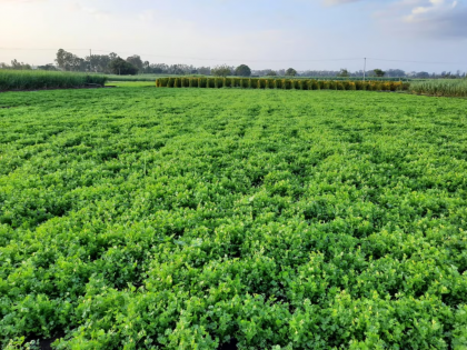 Aashiv's Kasti Coriander from Latur district got GI rating | लातूर जिल्ह्यातील आशिवच्या कास्ती कोथिंबीरला जीआय मानांकन