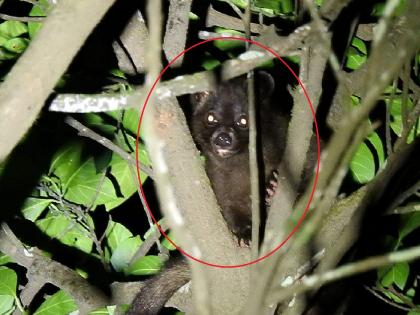 Rare Brown Palm Civet found in Koyna Sanctuary | Satara: कोयना अभयारण्यात आढळले दुर्मीळ ‘ब्राऊन पाम सिवेट’