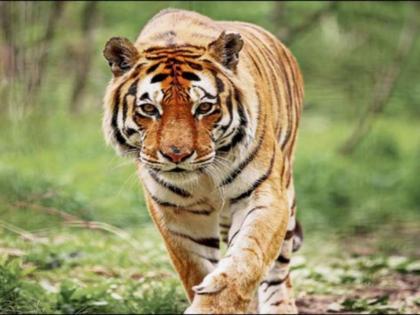 a tiger suddenly appeared in front of women while cutting paddy, Thrilling incident in Shiv Tekdi area | धान कापताना अचानक समोर आला वाघ अन्...; शिवटेकडी परिसरातील थरारक घटना