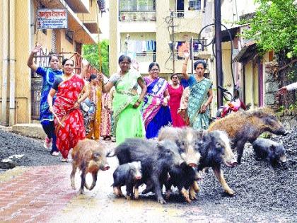 Here pigs are beaten by women | इथे महिलाच काठीने मारतात डुकरांना