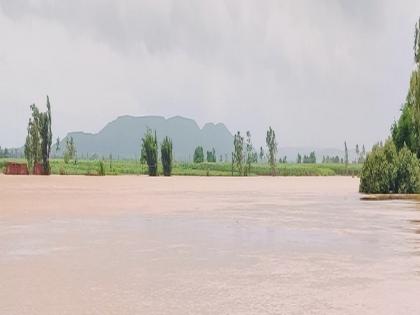 सांगली जिल्ह्यात पुन्हा पावसाचा जोर, पुराची धास्ती कायम; कोयनेतून ५२,१०० क्युसेकने विसर्ग