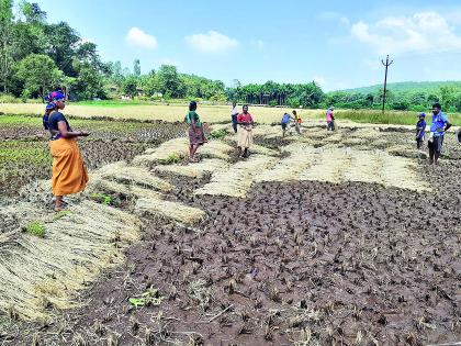 What to feed the turtle and the animals ?, the farmers beg | पोरबाळ अन् जनावरांना काय खायला घालायचं?, शेतकऱ्यांची आर्त विनवणी