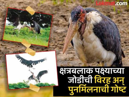 'Tere Sang Pyaar Mein Nahi Todna...' The story of the estrangement and reunion of a rare Kshatrabalak bird pair | ‘तेरे संग प्यार में नहीं तोडना...’ क्षत्रबलाक पक्ष्याच्या जोडीची विरह अन् पुनर्मिलनाची गोष्ट