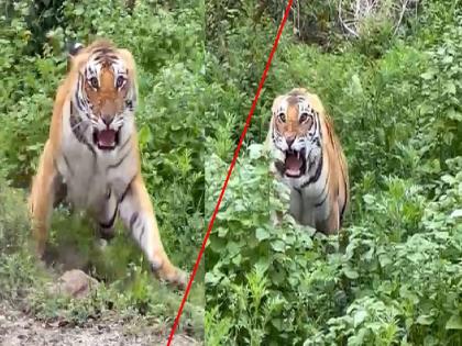 The aggressive tiger ran furiously towards the gypsy, video went viral | Video : आक्रमक वाघ जिप्सीच्या दिशेने डरकाळी फोडत धावला अन्...