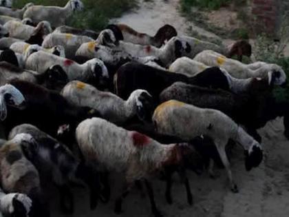 As many as 129 sheep died in three days; Incident at Deori Shivara in Akot taluka | तीन दिवसांत तब्बल १२९ मेंढ्यांचा मृत्यू; अकोट तालुक्यातील देवरी शिवारातील घटना