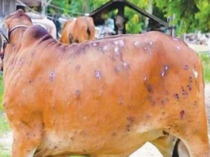 Lumpy vaccine will also be prepared in Pune after Corona, animal samples sent to Bangalore | कोरोनानंतर लम्पीची लसही पुण्यात तयार होणार, जनावरांचे नमुने पाठविले बंगळूरला