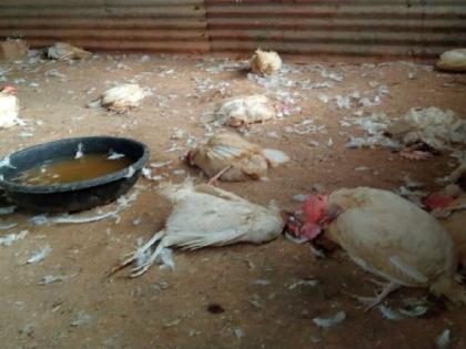 375 chickens died as wild animal attacks in the poultry farm in chandrapur | बापरे ! पोल्ट्री फार्ममधील कोंबड्यांवर तुटून पडले वन्यप्राणी, तब्बल ३७५ कोंबड्यांचा मृत्यू