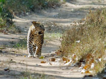 Tiger terror in seven villages in Chandrapur district for four months | चंद्रपूर जिल्ह्यातील सात गावांमध्ये चार महिन्यांपासून वाघाची दहशत