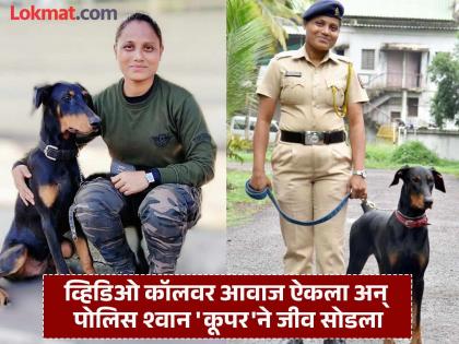 Sangli Police dog Cooper dies after hearing handler Shabana Attar's voice on video call | Sangli police dog death: ‘कूपर काय झाले रे बाळा’; ‘हॅन्डलर’ शबाना अत्तार यांचे शब्द ऐकले अन् मान टाकली Sangli Police dog Cooper dies after hearing handler Shabana Attar's voice on video call | Sangli police dog death: ‘कूपर काय झाले रे बाळा’; ‘हॅन्डलर’ शबाना अत्तार यांचे शब्द ऐकले अन् मान टाकली