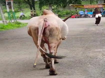 A bloody bull with an ax stuck in its back roamed in sangli | सांगलीत क्रूरतेचा कळस; पाठीत अडकलेल्या कुऱ्हाडीसह रक्तबंबाळ वळू गावभर फिरला