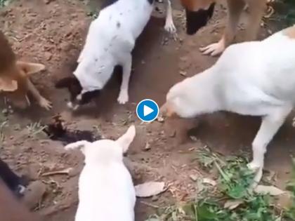 dogs pays last farewell to the friend dog in unique way, emotional video goes viral on internet | Viral Video: कुत्र्यांनी साथीदाराला अनोख्या अंदाजात दिला शेवटचा निरोप, पाहुन अश्रु होतील अनावर