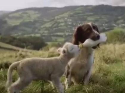 You too will be amazed to see this love relationship between a dog and a goat. | भुकेल्या बकरीला दुध पाजतोय कुत्रा, कुत्र्या-बकरीचं हे प्रेमाचं नातं बघुन तुम्हीही व्हाल चकित