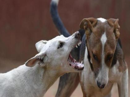 in mumbai suffering from stray dogs complain on the app municipal facility  | भटक्या श्वानांमुळे त्रस्त आहात? ॲपवर करा तक्रार; महापालिकेची सुविधा 