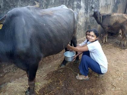 Father's health worsened and Harshada of nursing college became the shield of the family by entering her father's dairy business | वडिलांची प्रकृती बिघडली अन् नर्सिंग कॉलेजची हर्षदा दुग्ध व्यवसायात उतरली