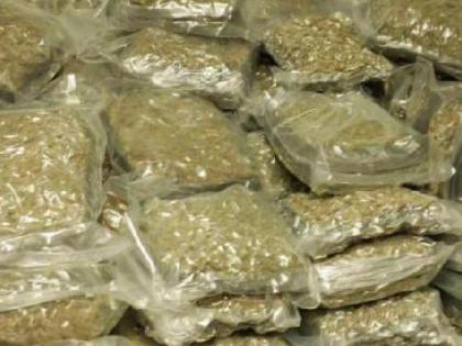 Drug smuggling on the rise in Pimpri! One lakh cannabis seized | पिंपरीत ६५, ७० आणि ८३ वर्षांच्या ज्येष्ठांकडून गांजा विक्री, तिघांविरोधात गुन्हा दाखल