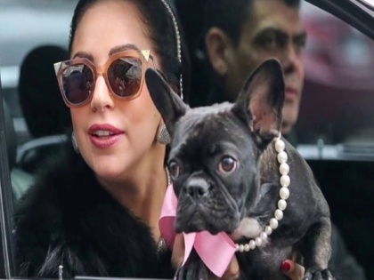 Lady Gaga Offers Doller 500000 Reward For The Safe Return Of Her Two Dogs, Which Were Stolen From Hollywood | बाबो,प्रसिद्ध सेलिब्रेटीच्या कुत्र्यांची झाली चोरी, शोधून देणा-याला मिळणार 3.65 कोटींचे बक्षीस !