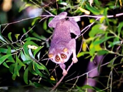 Rare 'monkey' roaming in the forests of Amboli-Dodamarg, local nature lovers see rare 'Lajwanti' | आंबोली-दोडामार्गच्या जंगलात दुर्मीळ ‘माकडा’चा वावर, स्थानिक निसर्गप्रेमींना दिसले ‘लाजवंती’