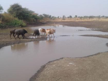 The percolation lake dried in washim district | दगड उमरा येथील पाझर तलावाने हिवाळ्यातच गाठला तळ