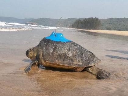 Satellite tagged turtles reach Lakshadweep sea | अँटीनावाले कासव पोहोचले लक्षद्वीप समुद्रात, दुसऱ्या कासवाचा वेग मंदावला