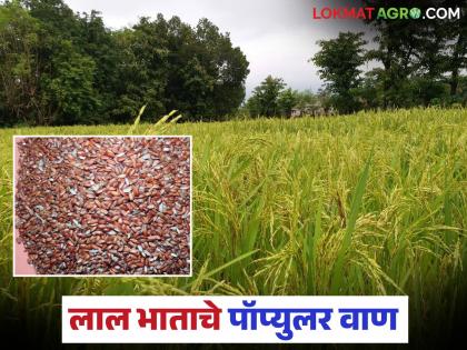 कोकण विद्यापीठ विकसित लाल भाताची 'ही' जात ठरतेय पॉप्युलर; वाचा काय आहे ...