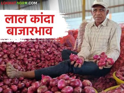Kanda Market | Kanda Market : आज नाशिक, सोलापूर मार्केटमध्ये लाल कांद्याला काय भाव मिळाला? वाचा सविस्तर बाजारभाव Kanda Market | Kanda Market : आज नाशिक, सोलापूर मार्केटमध्ये लाल कांद्याला काय भाव मिळाला? वाचा सविस्तर बाजारभाव