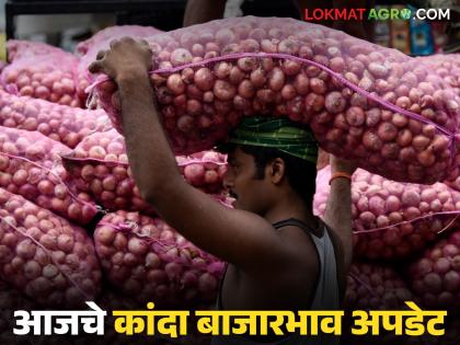 Latest news Todays Kanda Market prices in nashik or solapur markets see details | Kanda Market : 'या' दोनचं मार्केटमध्ये दीड लाख क्विंटल लाल कांदा आला, काय भाव मिळाला? Latest news Todays Kanda Market prices in nashik or solapur markets see details | Kanda Market : 'या' दोनचं मार्केटमध्ये दीड लाख क्विंटल लाल कांदा आला, काय भाव मिळाला?