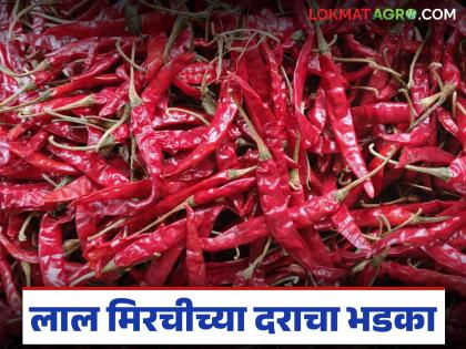 Red chilli prices increase by 30 percent compared to last year; Read: What is the price of each chilli? | मागील वर्षीच्या तुलनेत लाल मिरचीच्या दरात ३० टक्के वाढ; वाचा कोणत्या मिरचीला किती दर? Red chilli prices increase by 30 percent compared to last year; Read: What is the price of each chilli? | मागील वर्षीच्या तुलनेत लाल मिरचीच्या दरात ३० टक्के वाढ; वाचा कोणत्या मिरचीला किती दर?
