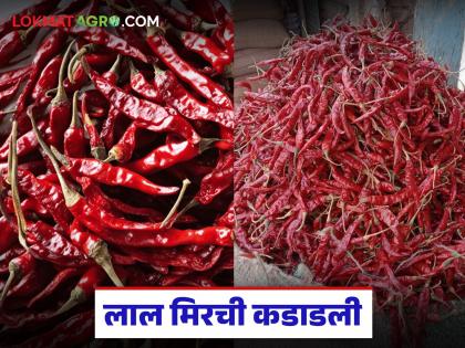 Red chilli price increased by Rs 100 per kg; Read: What price is being paid for Byadgi chilli? | लाल मिरचीच्या दरात किलोमागे शंभर रुपयांची वाढ; वाचा ब्याडगी मिरचीला काय मिळतोय दर? Red chilli price increased by Rs 100 per kg; Read: What price is being paid for Byadgi chilli? | लाल मिरचीच्या दरात किलोमागे शंभर रुपयांची वाढ; वाचा ब्याडगी मिरचीला काय मिळतोय दर?
