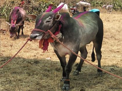 Death of Lalya bull in Gotkhindi due to lumpy | Sangli: गोटखिंडीचा लाडका ‘लाल्या’ जगण्याच्या शर्यतीत हरला