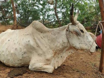 number of dead animals in two hundred houses in lumpy disease | मृत्यू पावलेल्या जनावरांची संख्या दोनशेच्या घरात! बाधीत पशुधनाची संख्या अडीच हजारांवर