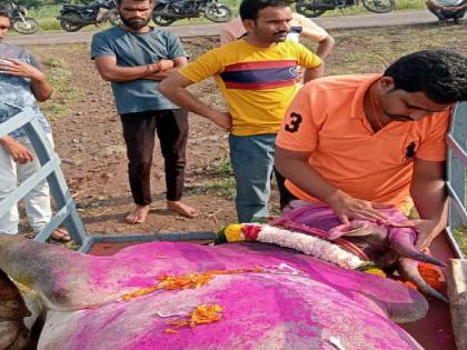 Yogesh Waghmare of Jinti village in Phaltan taluka died of lumpy disease in his race bull named Bharat | लम्पी रोगाने शर्यतीच्या बैलाचा मृत्यू, लाडक्या ‘भारत’च्या अंत्ययात्रेवेळी संपूर्ण कुटुंबाने केला आक्रोश