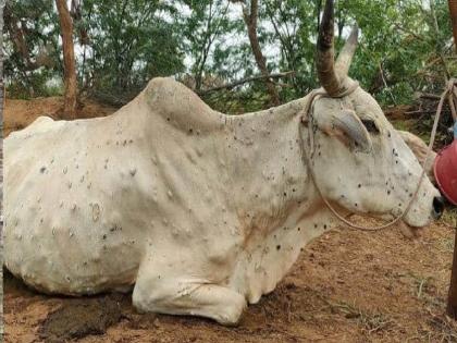 17 animals killed in a day due to lumpy in Sangli | सांगलीत लम्पीने घेतला दिवसात १७ जनावरांचा बळी, बाधित जनावरांची संख्या पावणेपाच हजारांवर